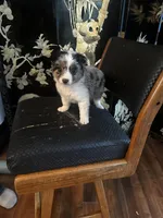 Blue, a male Miniature American Shepherd for sale in Naperville, IL – Photo 2 of 6