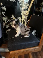 Blue, a male Miniature American Shepherd for sale in Naperville, IL – Photo 5 of 6