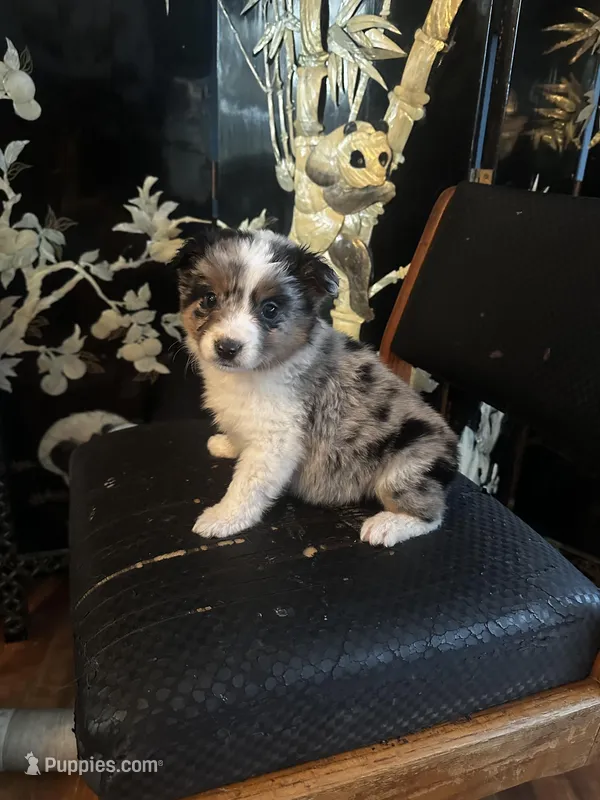 Blue – Miniature American Shepherd puppy for sale in Naperville, IL