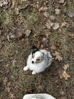 Stella *toy, a female Toy Australian Shepherd for sale in Naperville, IL – Photo 5 of 5