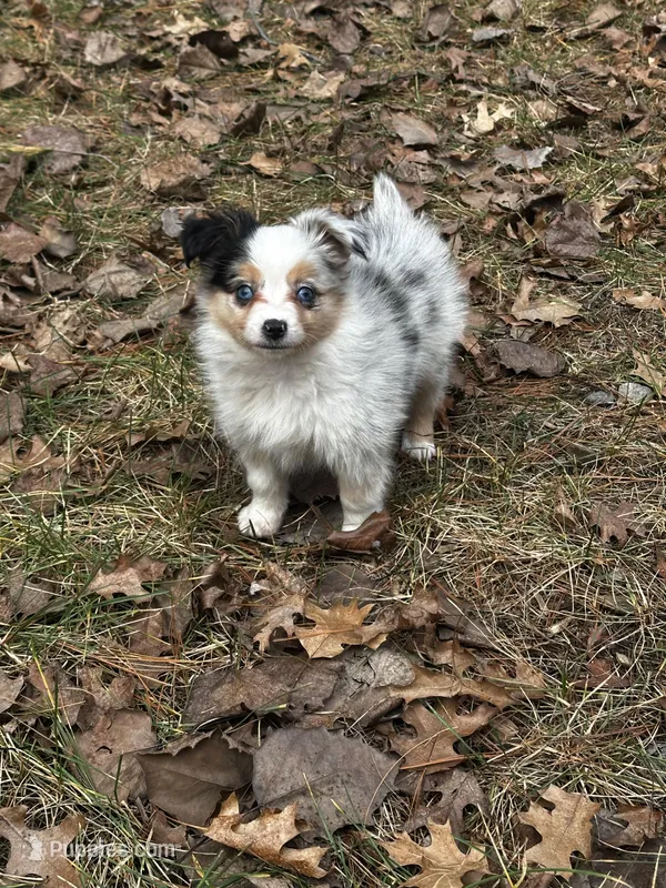 Stella *toy – Toy Australian Shepherd puppy for sale in Naperville, IL