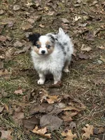 Stella *toy, a female Toy Australian Shepherd for sale in Naperville, IL – Photo 1 of 5