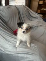 Stella *toy, a female Toy Australian Shepherd for sale in Naperville, IL – Photo 4 of 5