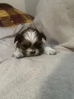 Tiny Tim *toy, a male Shih Tzu for sale in Naperville, IL – Photo 2 of 7