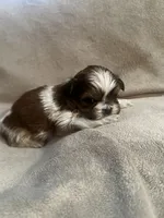 Tiny Tim *toy, a male Shih Tzu for sale in Naperville, IL – Photo 4 of 7