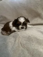 Tiny Tim *toy, a male Shih Tzu for sale in Naperville, IL – Photo 6 of 7