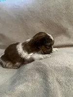 Tiny Tim *toy, a male Shih Tzu for sale in Naperville, IL – Photo 3 of 7