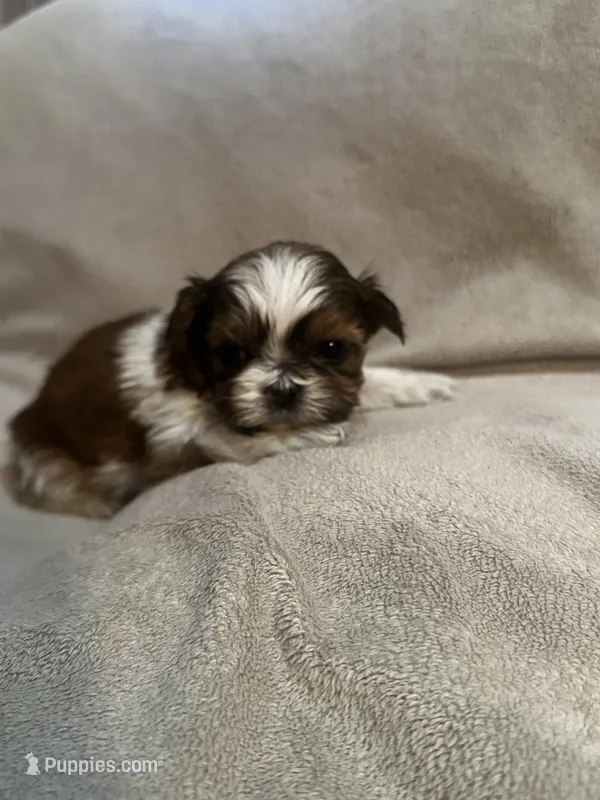Tiny Tim *toy, a male Shih Tzu for sale in Naperville, IL – Photo 1 of 7