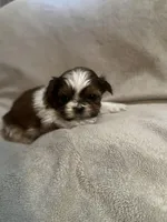 Tiny Tim *toy, a male Shih Tzu for sale in Naperville, IL – Photo 1 of 7