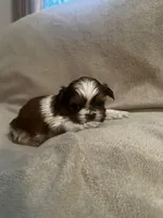 Tiny Tim *toy, a male Shih Tzu for sale in Naperville, IL – Photo 7 of 7