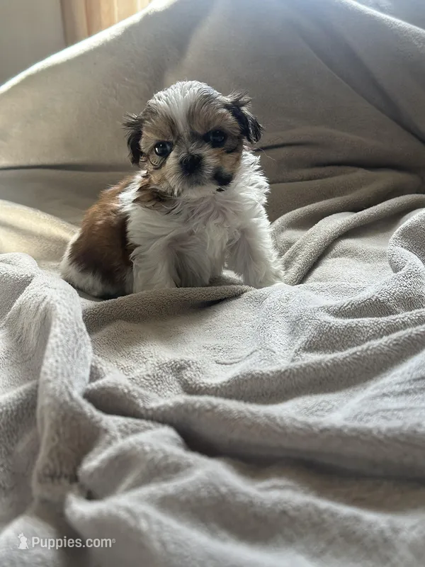 Tiny Tim *toy – Shih Tzu puppy for sale in Naperville, IL