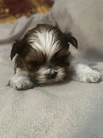 Tiny Tim *toy, a male Shih Tzu for sale in Naperville, IL – Photo 5 of 7