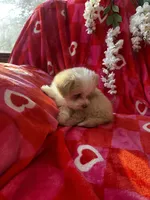 processed/b5b38c8d-7aec-47ae-a0ec-a0d5fbc78a5a/listing/674f1d21-ef7c-422e-9b7d-33fe05d1d824/7396ff51-bd96-4b3c-9dbd-f52831b30523