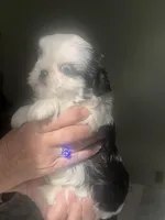 Mrs blue eyes, a female Shih Tzu for sale in Naperville, IL – 3 of 7