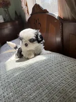 Mrs blue eyes, a female Shih Tzu for sale in Naperville, IL – 5 of 7