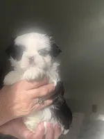 Mrs blue eyes, a female Shih Tzu for sale in Naperville, IL – 2 of 7