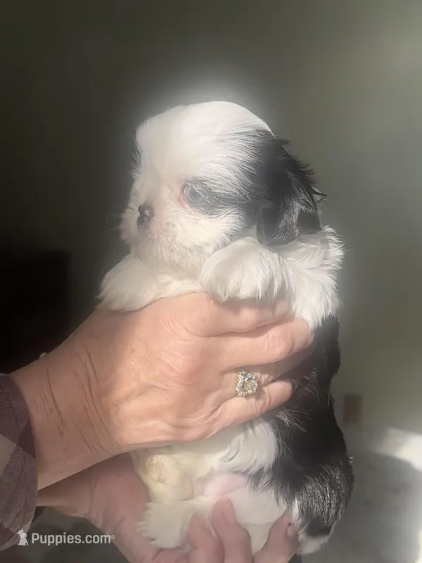 Mrs blue eyes – Shih Tzu puppy for sale in Naperville, IL