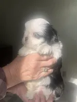 Mrs blue eyes, a female Shih Tzu for sale in Naperville, IL – 1 of 7
