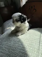 Mrs blue eyes, a female Shih Tzu for sale in Naperville, IL – 7 of 7