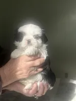 Mrs blue eyes, a female Shih Tzu for sale in Naperville, IL – 4 of 7