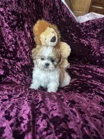 Lily, a male Shih Tzu for sale in Naperville, IL – Photo 2 of 6