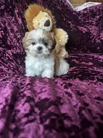 Lily, a male Shih Tzu for sale in Naperville, IL – Photo 1 of 6