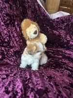 Lily, a male Shih Tzu for sale in Naperville, IL – Photo 3 of 6