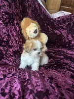 Lily, a male Shih Tzu for sale in Naperville, IL – Photo 5 of 6