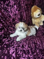 Lily, a male Shih Tzu for sale in Naperville, IL – Photo 6 of 6