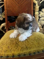 Freddy, a male Shih Tzu for sale in Naperville, IL – Photo 5 of 7