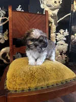 Freddy, a male Shih Tzu for sale in Naperville, IL – Photo 7 of 7