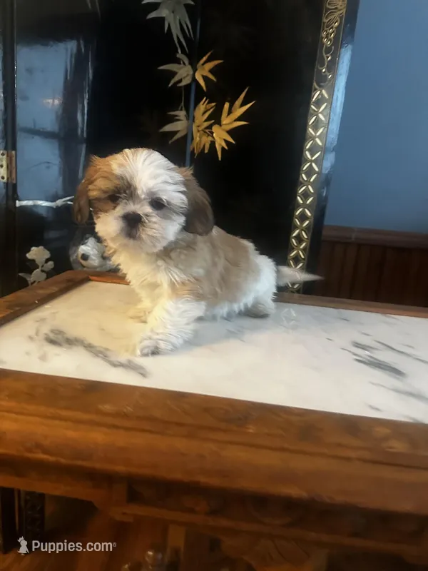 Freddy – Shih Tzu puppy for sale in Naperville, IL