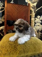 Freddy, a male Shih Tzu for sale in Naperville, IL – Photo 2 of 7