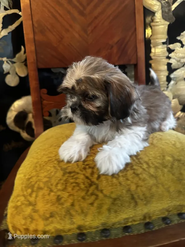 Freddy – Shih Tzu puppy for sale in Naperville, IL