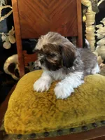 Freddy, a male Shih Tzu for sale in Naperville, IL – Photo 1 of 7