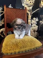 Freddy, a male Shih Tzu for sale in Naperville, IL – Photo 6 of 7