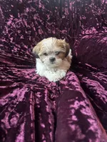 Rose, a male Shih Tzu for sale in Naperville, IL – Photo 2 of 6