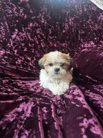 Rose, a male Shih Tzu for sale in Naperville, IL – Photo 6 of 6