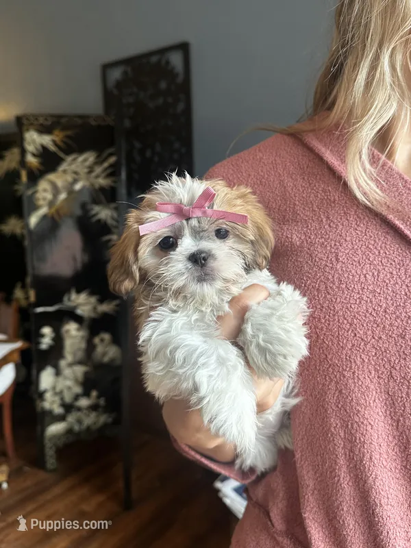 Rose – Shih Tzu puppy for sale in Naperville, IL