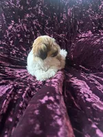 Rose, a male Shih Tzu for sale in Naperville, IL – Photo 5 of 6