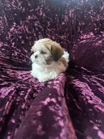 Rose, a male Shih Tzu for sale in Naperville, IL – Photo 4 of 6