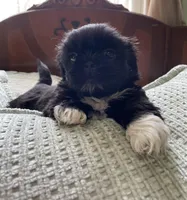 Rover *small, a male Shih Tzu for sale in Naperville, IL – Photo 2 of 4