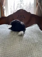 Rover *small, a male Shih Tzu for sale in Naperville, IL – Photo 4 of 4