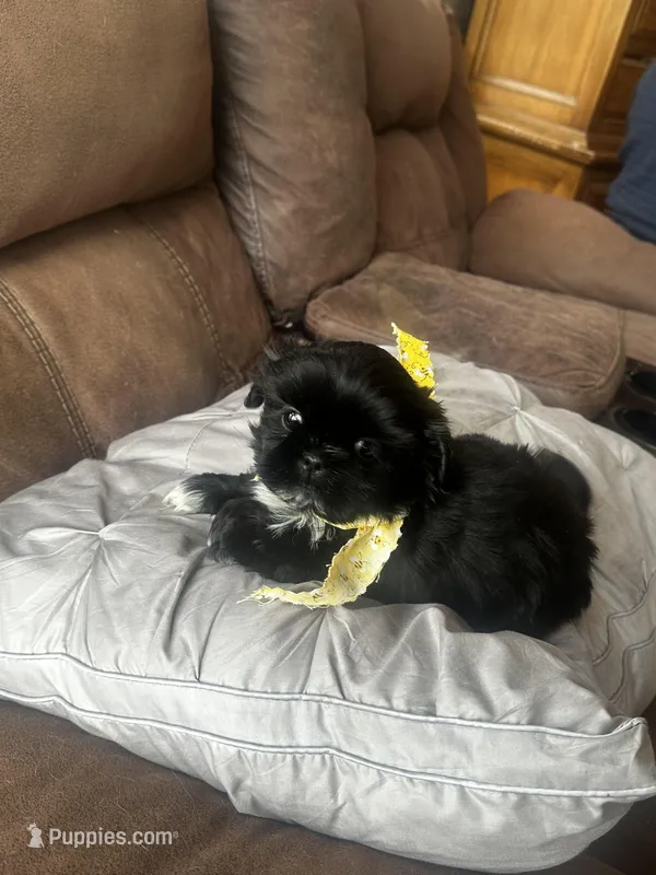 Rover *small – Shih Tzu puppy for sale in Naperville, IL
