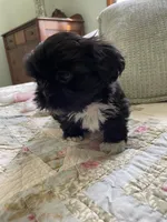 Rover *small, a male Shih Tzu for sale in Naperville, IL – Photo 3 of 4