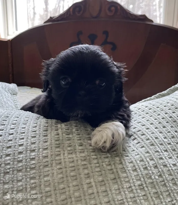 Rover *small – Shih Tzu puppy for sale in Naperville, IL