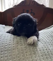 Rover *small, a male Shih Tzu for sale in Naperville, IL – Photo 1 of 4