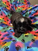 Bella , a female Morkie for sale in Naperville, IL – Photo 5 of 10