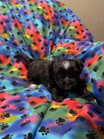 Bella , a female Morkie for sale in Naperville, IL – Photo 7 of 10