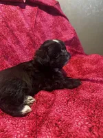 Bella , a female Shih Tzu and Yorkshire Terrier for sale in Naperville, IL – Photo 4 of 8